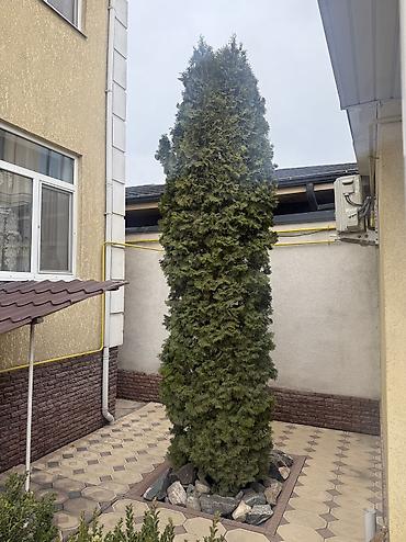 Ель: Продаю Ели голубые от 2-4 метров, колоновидные туи 4 метровые: густые — 27