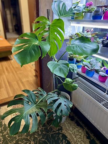 Монстера делициоза (Monstera deliciosa) — взрослое комнатное растение at lalafo.kg Монстера делициоза (Monstera deliciosa) — взрослое комнатное растение
