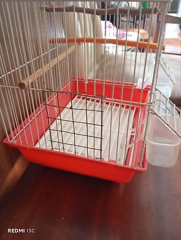 Heyvanlar: Qırmızı-ağ quş qəfəsi - Material: metal barmaqlıqlar, plastik altlıq — 8