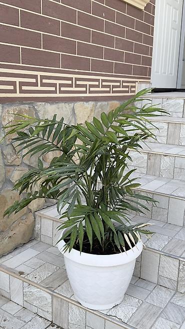 cha: Хамедорея (Chamaedorea elegans) в декоративном пластиковом кашпо - — 7