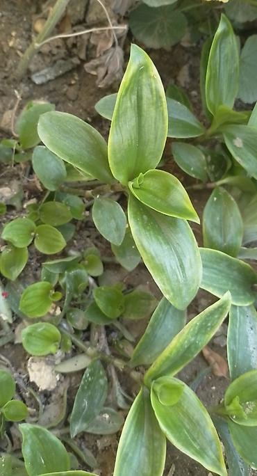 bitki guli: Tradeskansiya (Tradescantia) – yarpaqla çoxalan, asma və ya masaqüstü — 1