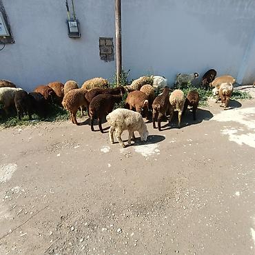 qoyun qiymetleri: Salam aleyküm ünvan binə atclk qiymet 215 manatdan 260 manata kimi — 6