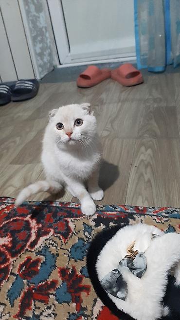 сколько стоит британская кошка: Шотландский вислоухий котёнок - Порода: шотландский фолд (вислоухий) — 2