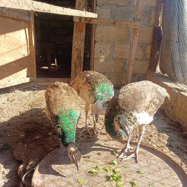 капибара купить в баку: 5 aylıq tovuz quşları satılır. 
2-si hindistan
1-i qaraqanad