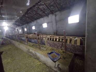 Anbar və emalatxanalar: Ferma/təsərrüfat sahəsi40 baş iri buynuzlu heyvan saxlanılması üçün — 10