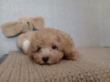 İtlər: Pudel, 2 ay — 7