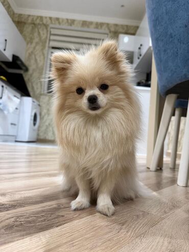 İtlər: Şpitz — 4