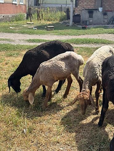 Баран, овца: Продаю | Ягненок | На забой at lalafo.kg — 10 Баран, овца: Продаю | Ягненок | На забой — 10