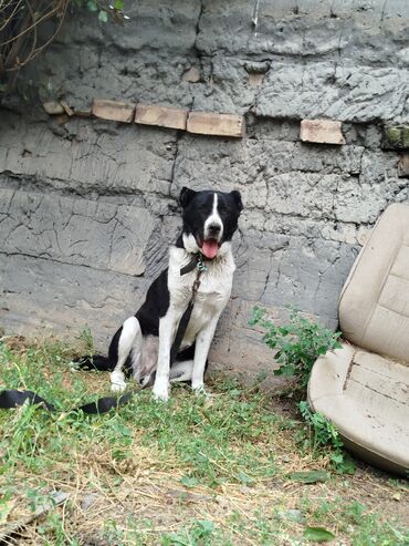объявления о пропаже собаки: Чисто кровный Алабай сучка 2года или меняю на велик