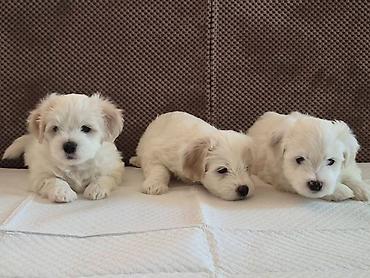 Psi: Tulearski pas (Koton)-štenci Na prodaju su 3 preslatka šteneta rase — 2