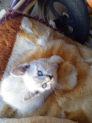 кошки шатланский: Кошка даром: Скотиш Фолд (Шотландская вислоухая), 2 месяца, Мальчик, Метис — 5