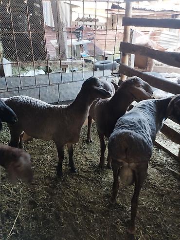 Баран, овца: Продаю | Баран (самец) | На забой — 12