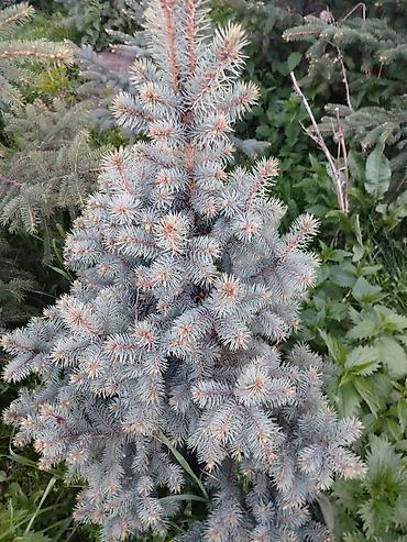 Берёза: Саженцы Платная доставка — 19