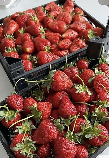 Продукты питания: Клубника Альбион, Оптом, В розницу — 1