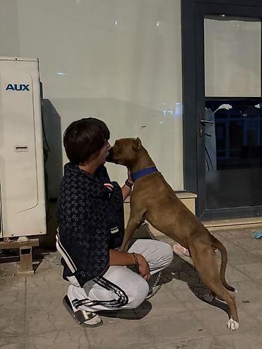 pişikli oyunlar: Pitbul, Erkək — 2
