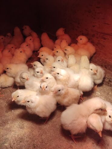 Другие животные: Продаю цыплят Адлерский породы 3 дневные по 100 сом за штуку