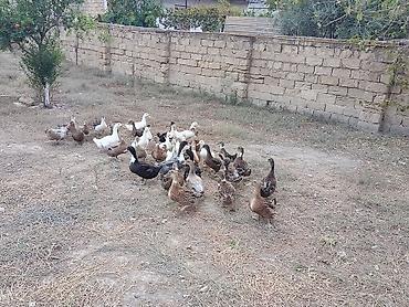 dişi buzov: Xarkov qışqıran ördəklər.Hər qiymətə var.unvan Binəqədi kendi.Whatsapp — 7