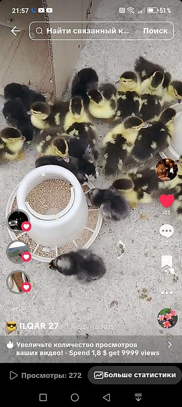 ətlik cucələr: Muscovy ördəyinin balaları (indo duck) – təbii ana altında çıxarılmış — 2