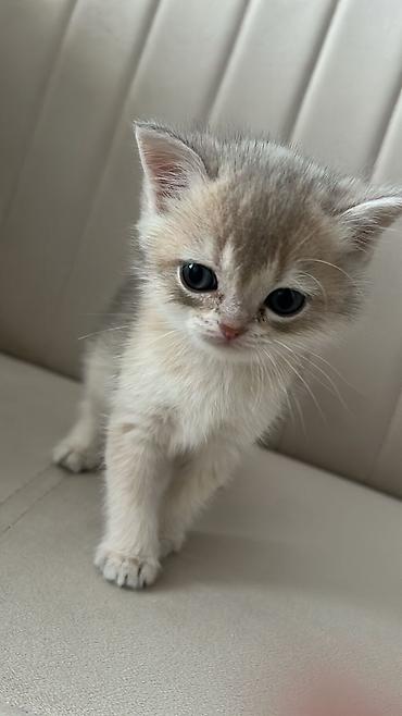 Pişiklər: Britan — 13