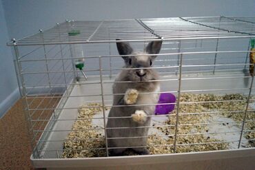 шубка кролик: Куплю | Кролики | Самовывоз, Платная доставка