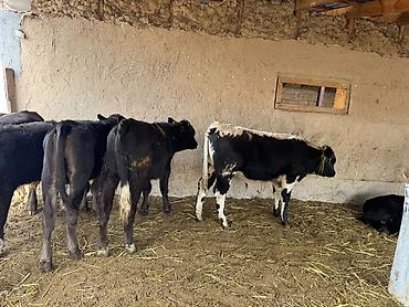 ит ош итер: Продаю | Музоо, торпок | На откорм — 3