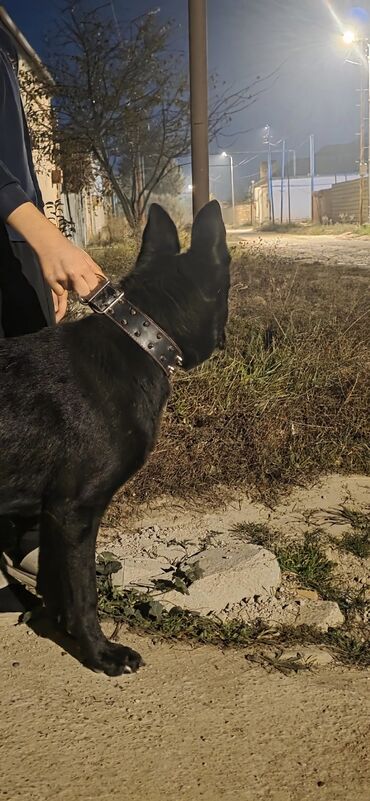 İtlər: Alman çoban iti — 10