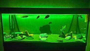 Akvariumlar: Akvarium-şkaf, Balıqlarla birlikdə, 500 l — 6