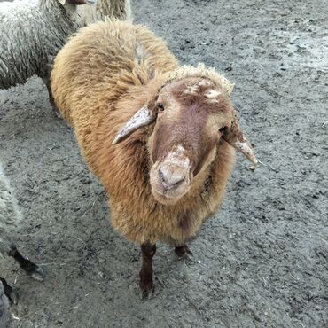 Qoyunlar, qoçlar: Qoyunlar kim wekilde satılır 1qoc 6qoyun var — 6