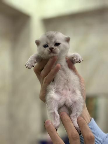 Pişiklər: Şotland, Erkək, Dişi — 4