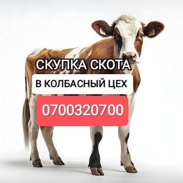 продаю кота: Куплю | Коровы, быки, Лошади, кони, Другие с/х животные | Круглосуточно, Любое состояние, Забитый