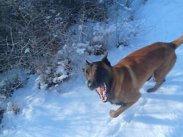 Продажа собак: Предлагаются к бронированию щенки Белгийской овчарки Малинуа.Щенков 9 — 5