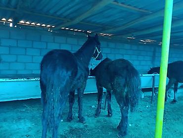 Лошади, кони: Продаю | Жеребец | Для разведения | Племенные — 8