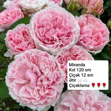 Şitillər: Sort qizilgul kollari ve sarmasanlarinin satişi .Ozumuz calaq yolunile -da lalafo.az — 29 Şitillər: Sort qizilgul kollari ve sarmasanlarinin satişi .Ozumuz calaq yolunile — 29