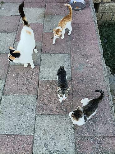 Pişiklər: Yaxşı əllərə — 9