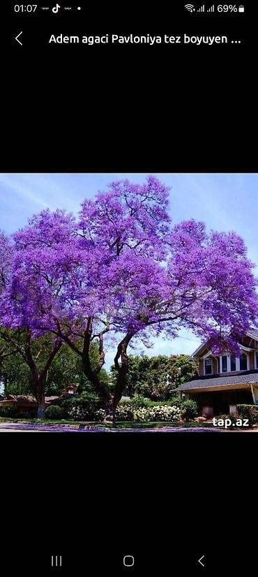 Tinglər: Salam isdenilen nov meyve tinglerini ve dekorativ aqaclari tam orjinal — 20