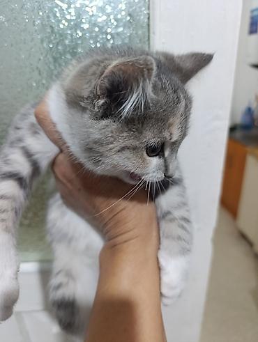 отдам животных даром: Отдам в добрые руки красивых котят. Им чуть больше двух месяцев — 7