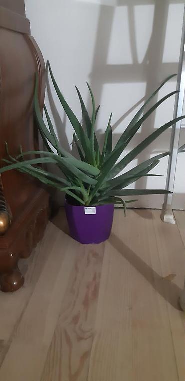 bars derman: 11 illik aloe.min bir derdin dermani — 2