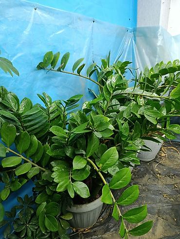 Фикусы: Продаются цветы, разные виды, сорта, большие и маленькие домашние и — 2