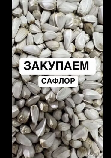 аренда дома на иссык куле: Сафлор
