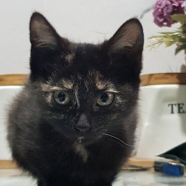 отдам даром вислоухого котенка: Отдам котят в добрые руки, им по 4 месяца, белый мальчик, черный