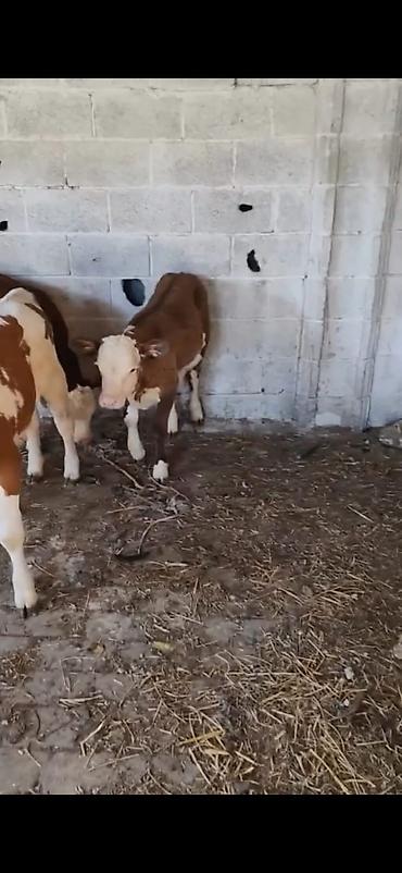 Dana, buzov: Satılır: 3 baş dana - Cins: qarışıq südlük-ətlik tip (qırmızı-ağ — 9