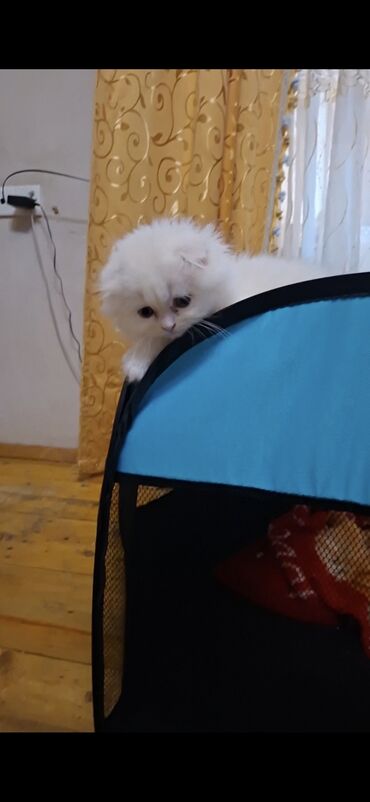 Pişiklər: Şinşilla, Dişi — 5