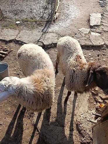 Баран, овца: Продаю | Овца (самка) | Полукровка | Для разведения — 5