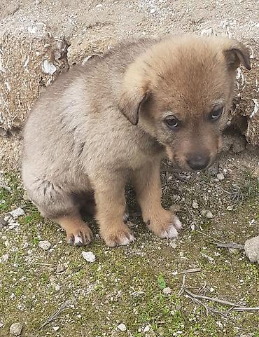 İtlər: Alman çoban iti, 2 ay, Erkek, Ünvandan götürmə — 10