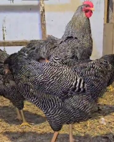 kənd toyuğu: Amrosk xarkov qarisig yumurtasi. 2m ayri ayri da ala bilersiz