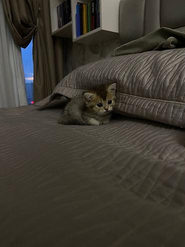 Pişiklər: Şotland — 10