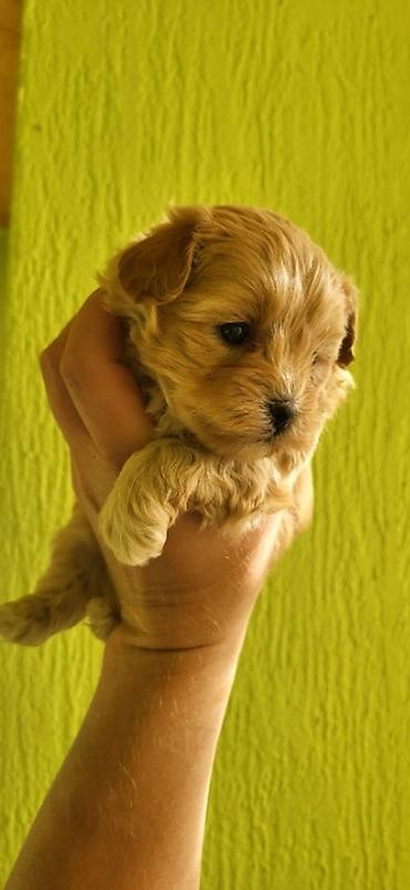 mini jorksirski terijer: Maltipoo stenci ostenjeni 28.08.2026. Majka mini maltezer a otac — 4