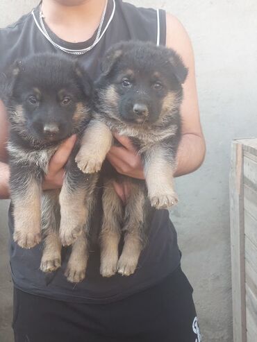 İtlər: Alman çoban iti, 1 ay, Erkek, Ödənişli çatdırılma — 7