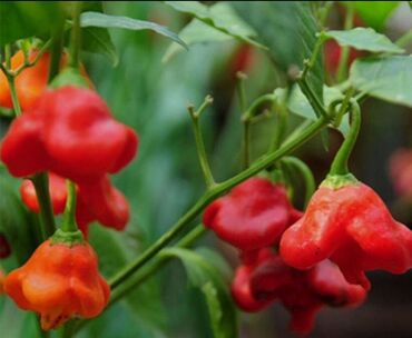 Перец: Перец Полугорький, В розницу — 2