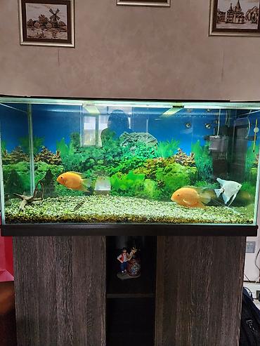 akvarium matoru: Dördbucaq akvarium, Balıqlarla birlikdə, 300 l, Ünvandan götürmə — 1